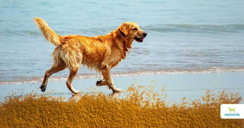 From the Big Apple to the Golden Gate: A Journey through American Dog Parks