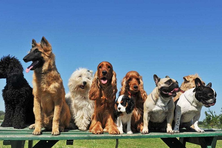 Tails of the Nation: Diverse Dog Breeds and Their Lives in the USA